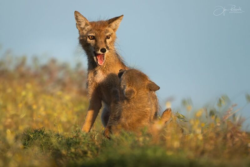 корсак, калмыкия, степная лиса, лис, лиса, корсачонок, дикая природа, wildanimals, корсачата, vilpus corsac, corsac, корсаки, маныч, маныч-гудило, черные земли Укрощение строптивого фото превью