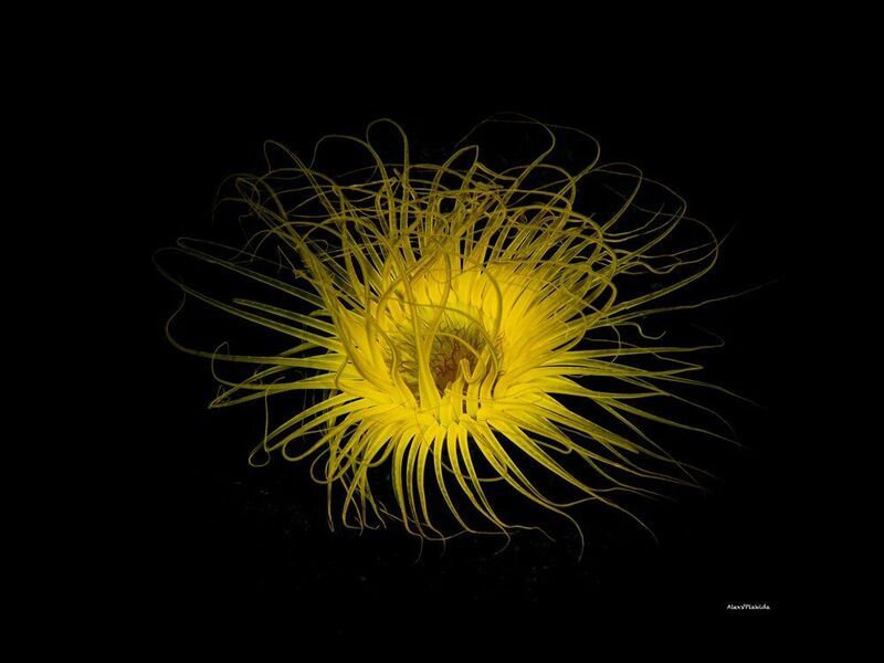 Ночное Солнце фото превью