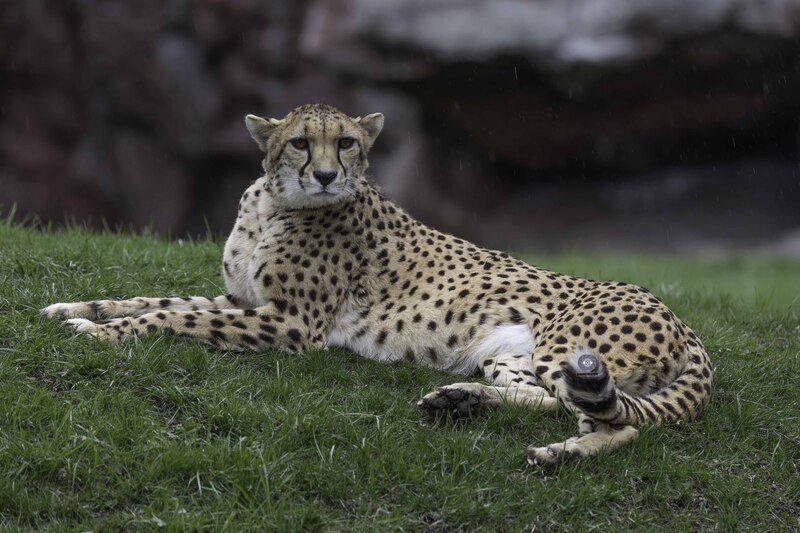 Cheetah фото превью