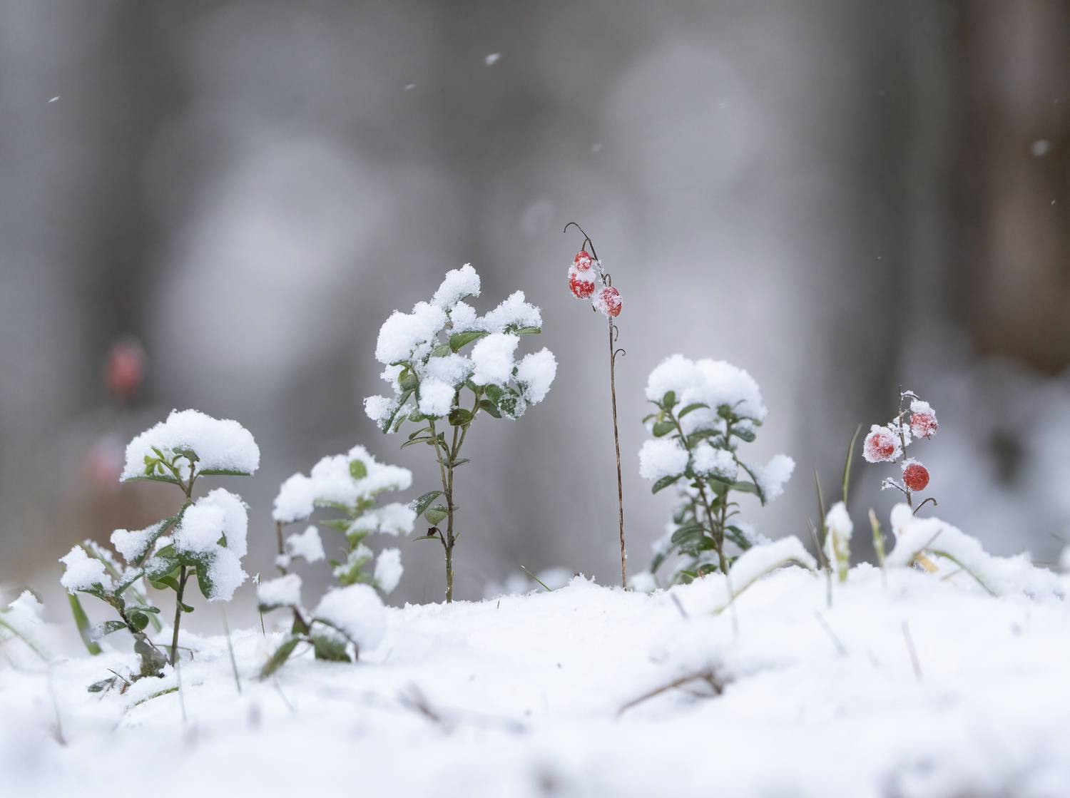 лес,природа, зима, Андрей Киселёв