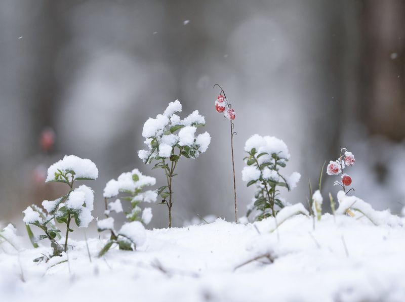 лес,природа, зима Картинка из леса фото превью