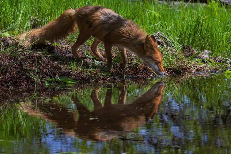 камчатка лиса Красотка у зеркала фото превью