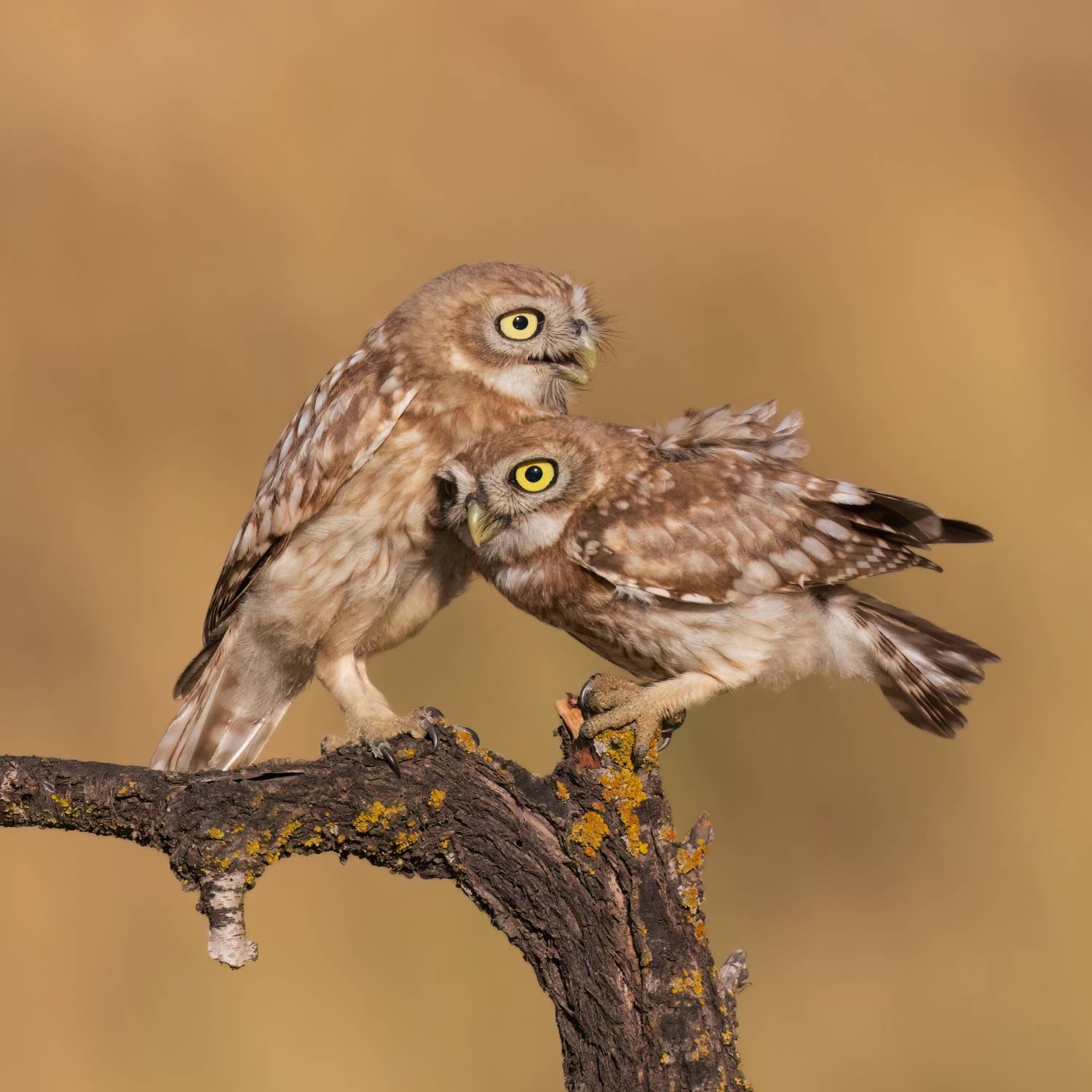 , Фруман Евгений