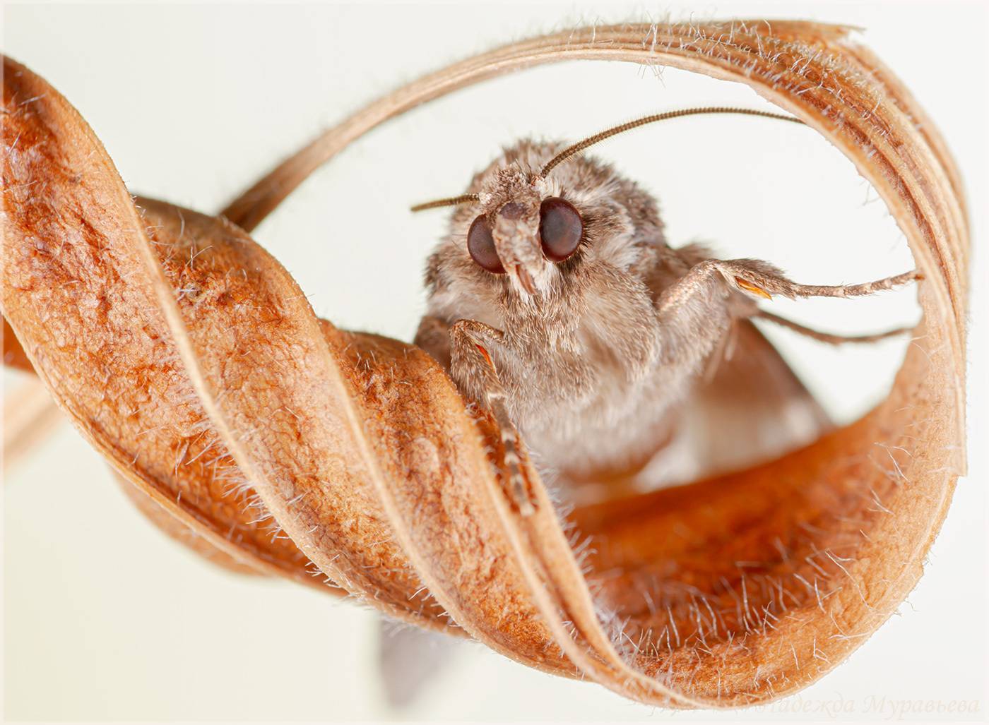 бабаочки, крым, загогулина, макропортрет, макроклуб,, Надежда Муравьёва