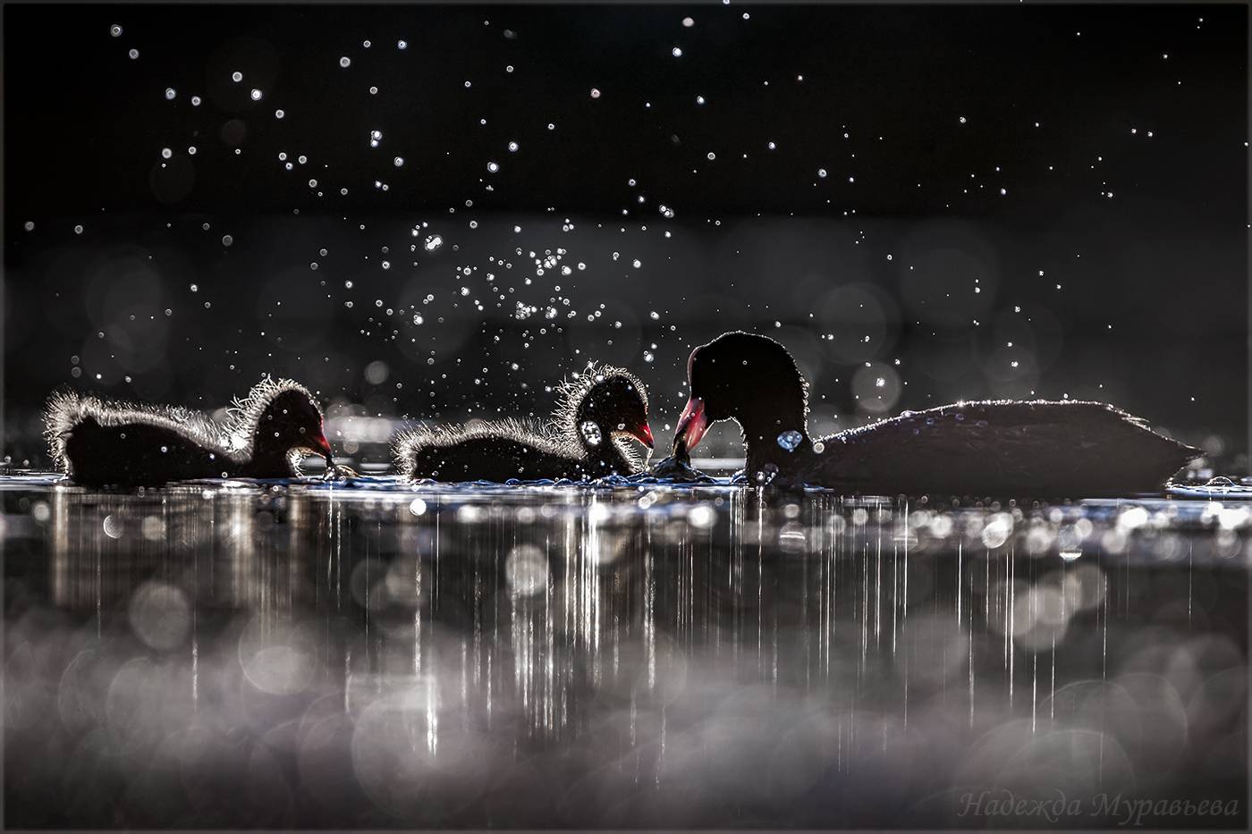 лысуха, птенцы, закат, fulica atra,, Надежда Муравьёва