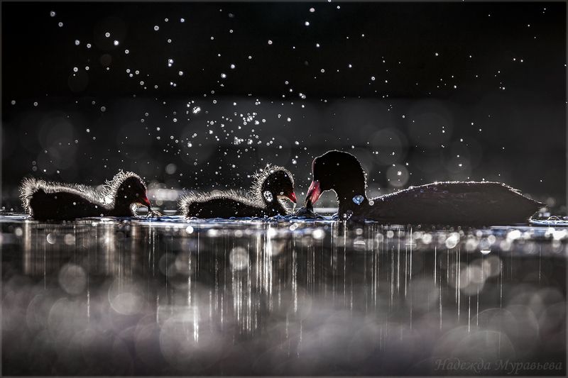 лысуха, птенцы, закат, fulica atra, Однажды вечером фото превью