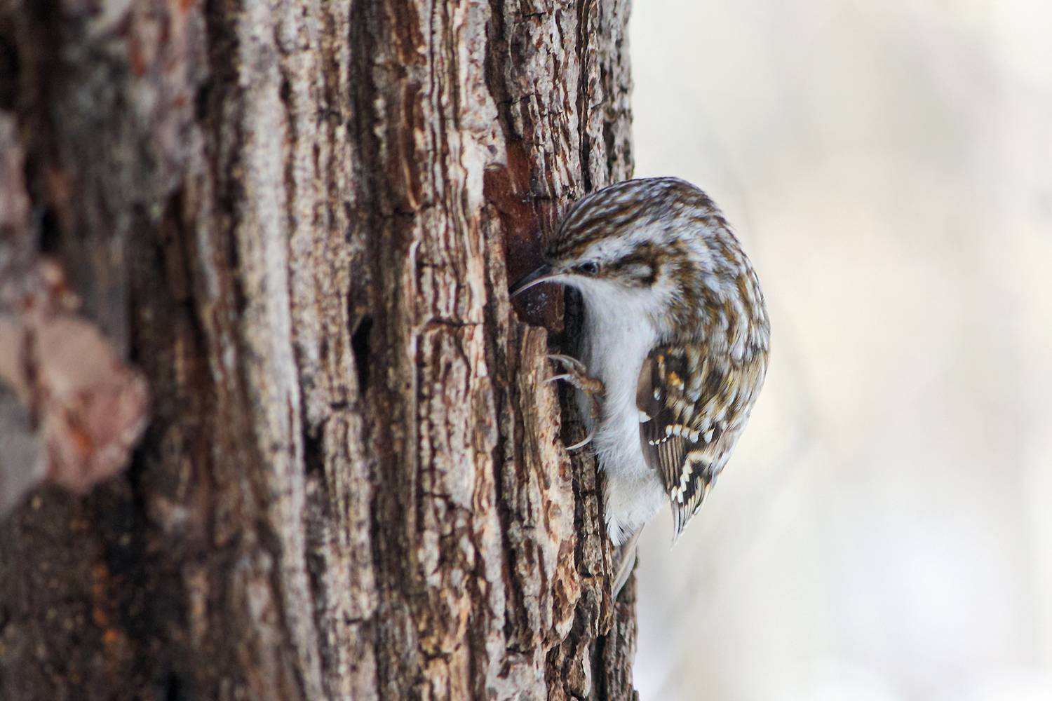 пищуха, обыкновенная пищуха, certhia familiaris, КарОл