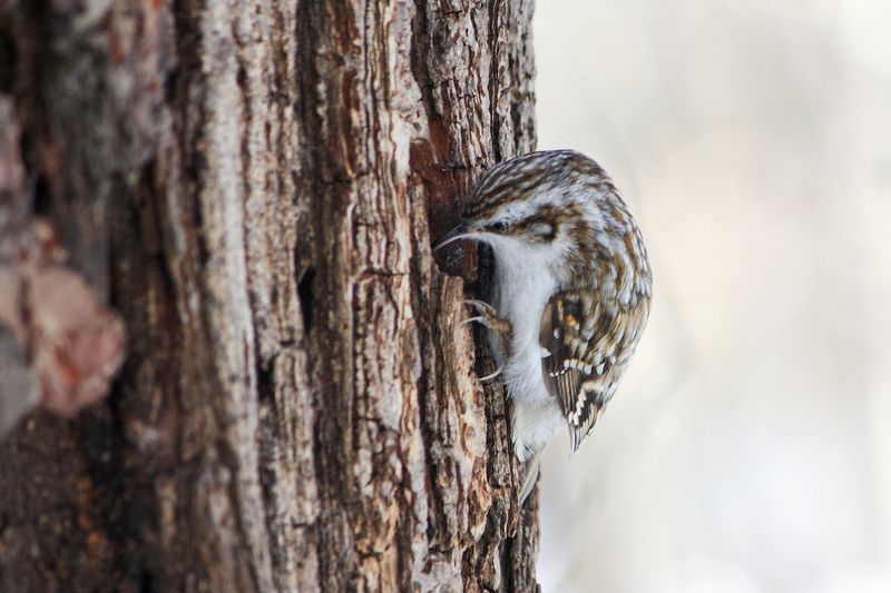 пищуха, обыкновенная пищуха, certhia familiaris Обыкновенная пищуха (Certhia familiaris) фото превью