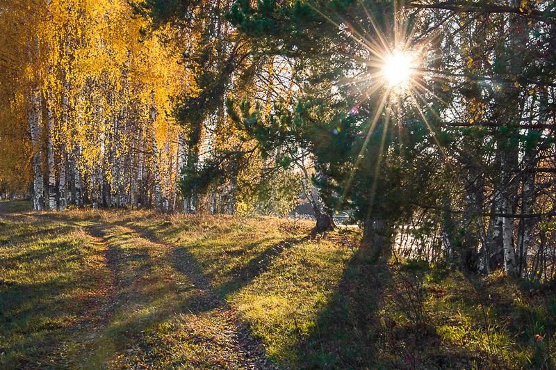 природа, пейзаж, осень, сентябрь, октябрь, лес, республика коми, сыктывкар  фото превью