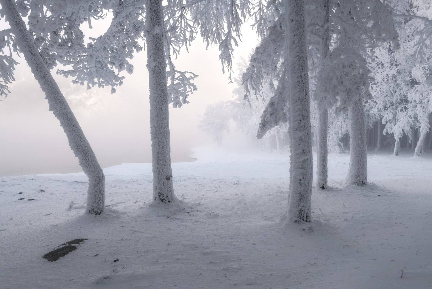 зима, мороз, енисей, сибирь, туман, изморозь, иней, деревья, Марина Фомина