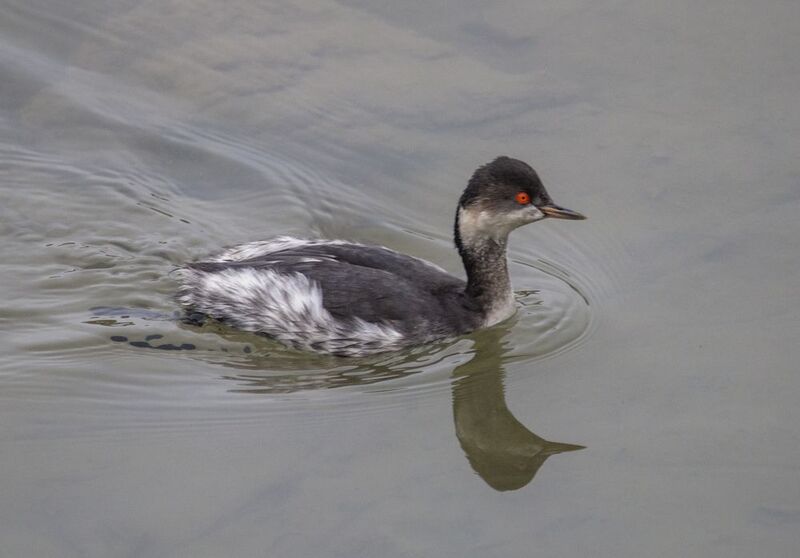 черношейная, поганка Черношейная поганка фото превью
