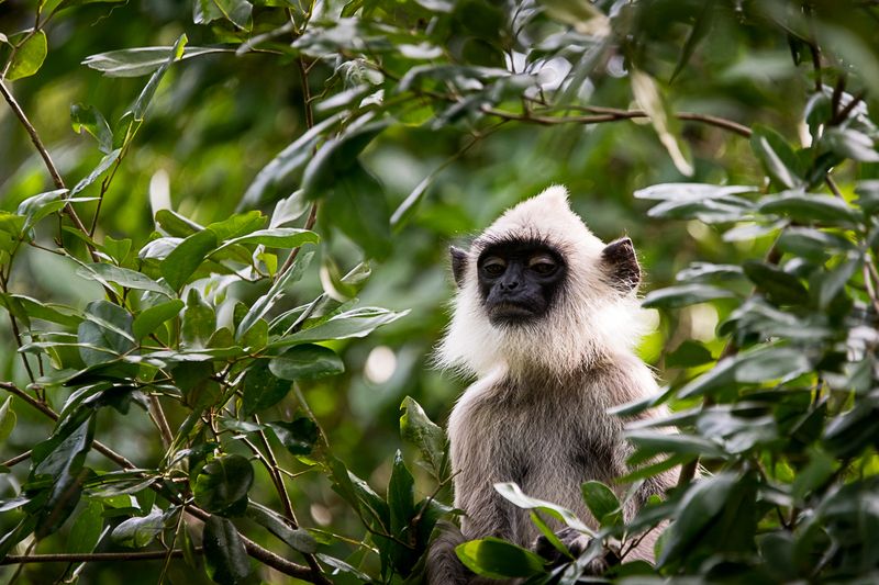 лангур, обезьяна, Шри-Ланка задумчивый лангур фото превью