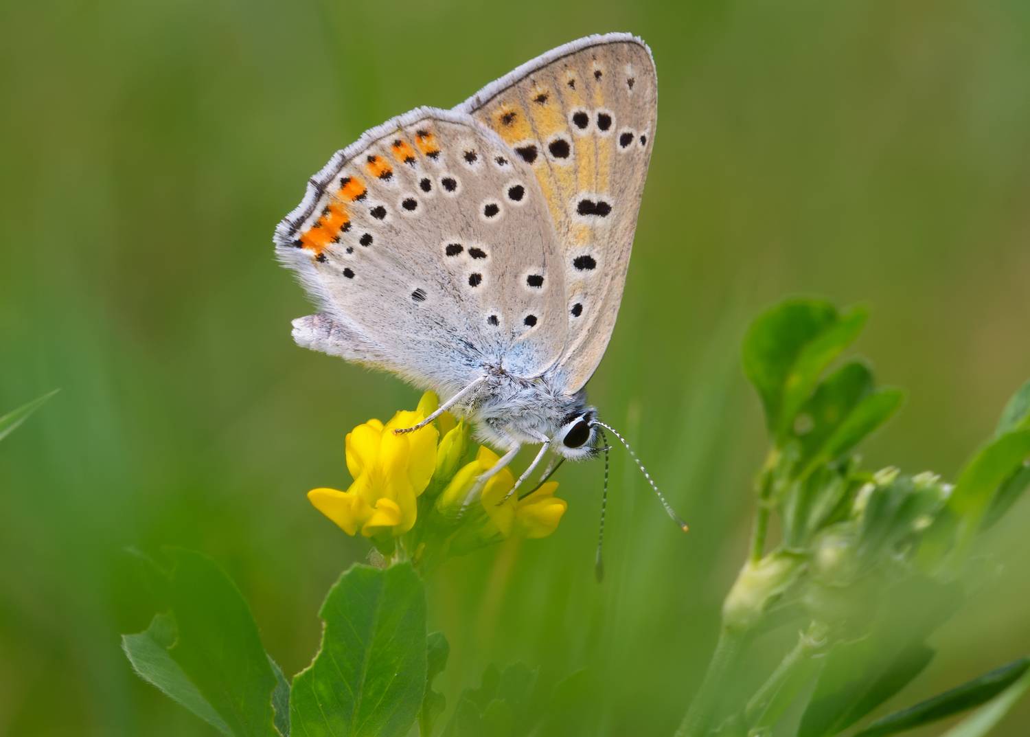 червонец альцифрон, фиолетовый, lycaena alciphron, голубянки, lycaenidae, бабочка, Черенков Павел