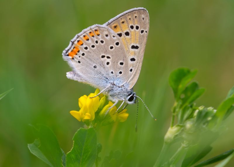 червонец альцифрон, фиолетовый, lycaena alciphron, голубянки, lycaenidae, бабочка Червонец фиолетовый фото превью