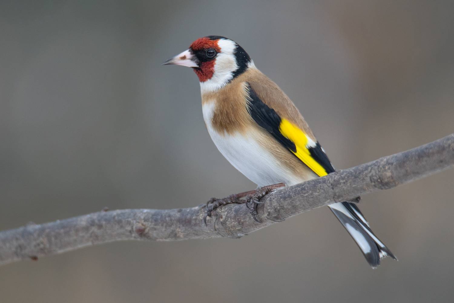 щегол,carduelis carduelis, Denis Vetrenko