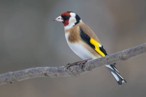 Щегол (Carduelis carduelis)