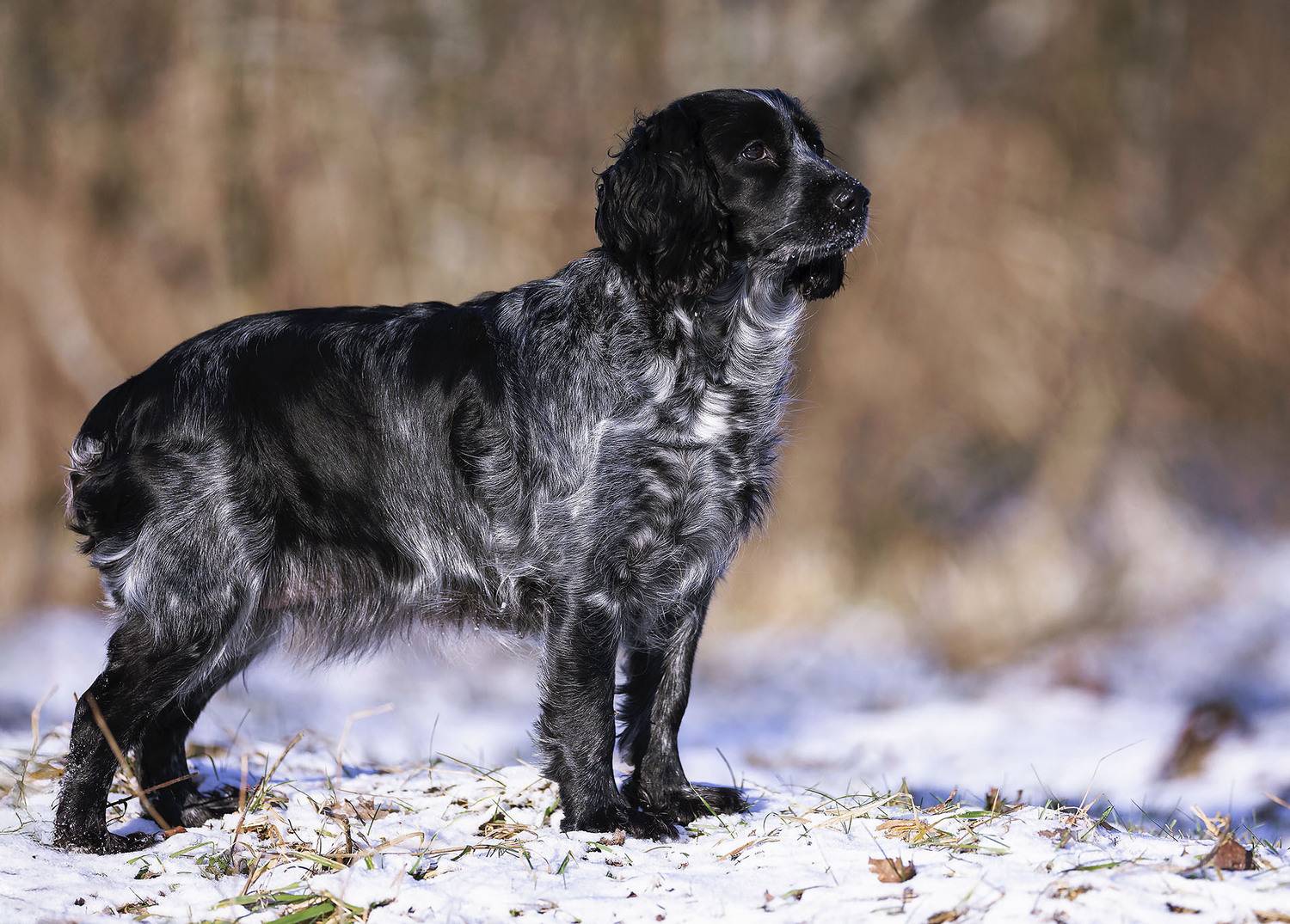 собака, спаниель, охотница,красотка, dog, huntress, forest, nature, Стукалова Юлия