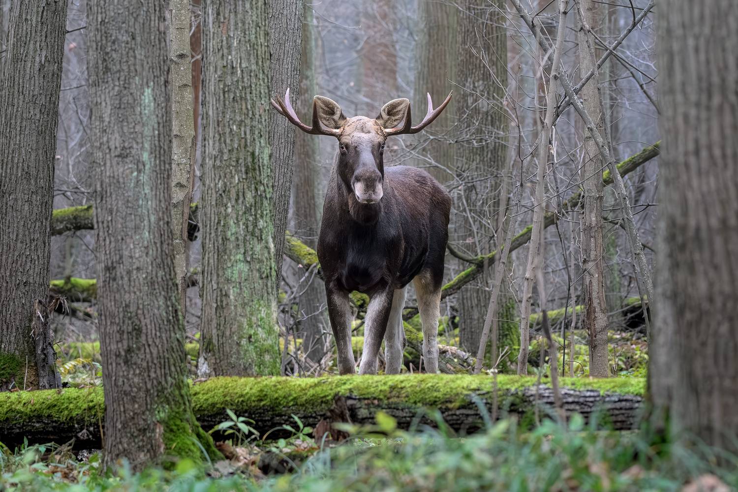 животные, лось, осень, лес, ноябрь, фотоохота, природа, moose, elk, animals, wildlife, Михаил Ездаков