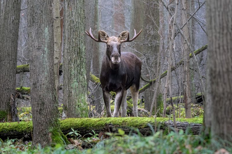 животные, лось, осень, лес, ноябрь, фотоохота, природа, moose, elk, animals, wildlife Коридоры мха и хранитель лесных тайн фото превью