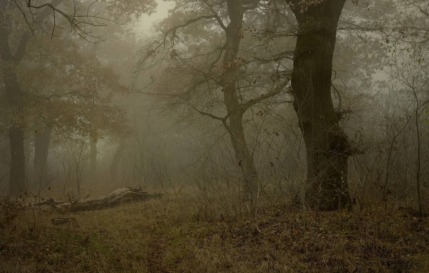 осень листва утро лес туман, Александр Жарников