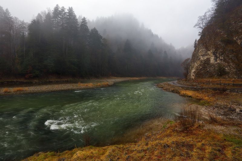 щавница Щавница фото превью