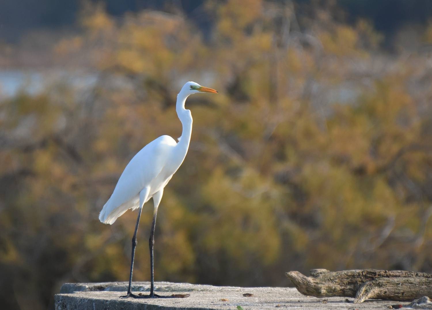 , Герчев Николай