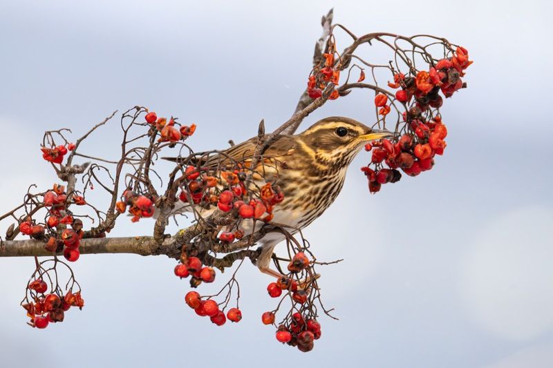 дрозд-белобровик, белобровик, дрозд, птицы, рябина Дрозд-белобровик фото превью