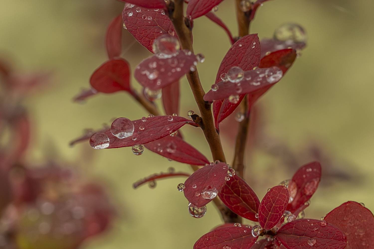 , Георгий Башкин