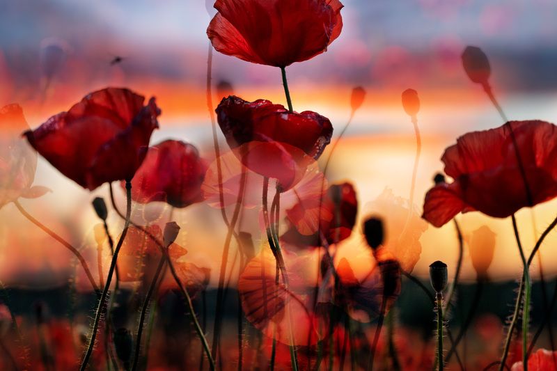 Маки фото превью