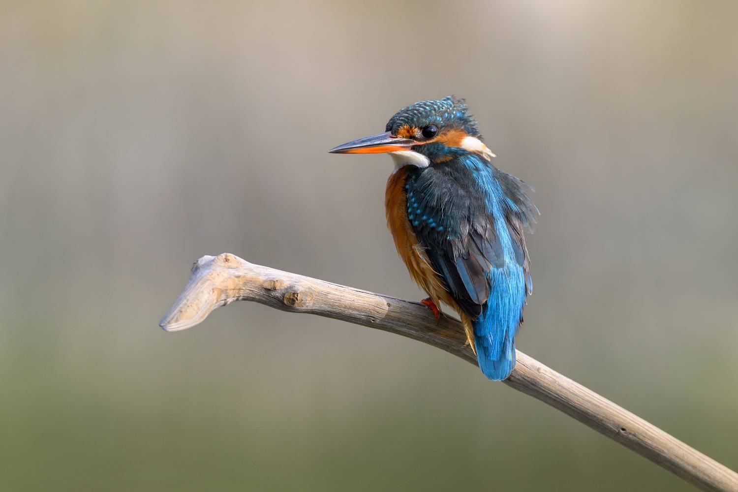 птица, фотоохота, зимородок, природа, фауна, Vladimir Kulikov