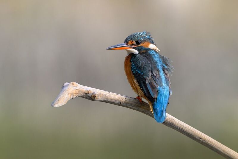 птица, фотоохота, зимородок, природа, фауна Зимородок фото превью