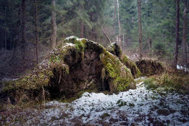 лес, деревья, листва, снег В заснеженном лесу фото превью