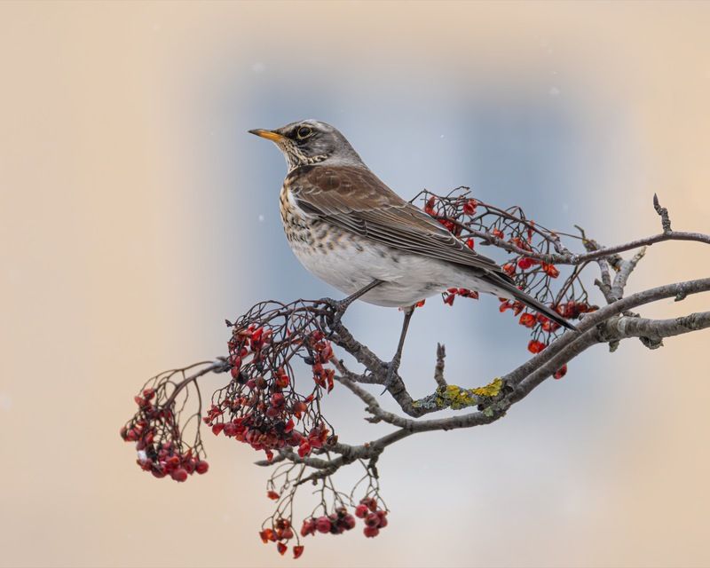 дрозд-рябинник, дрозд, рябинник, птицы, рябина Дрозд-рябинник фото превью