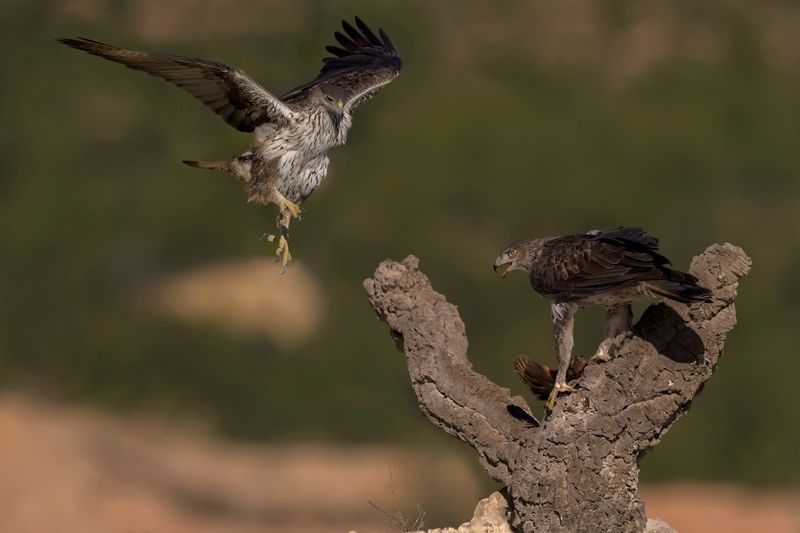 Bonelli\\\'s Eagles фото превью