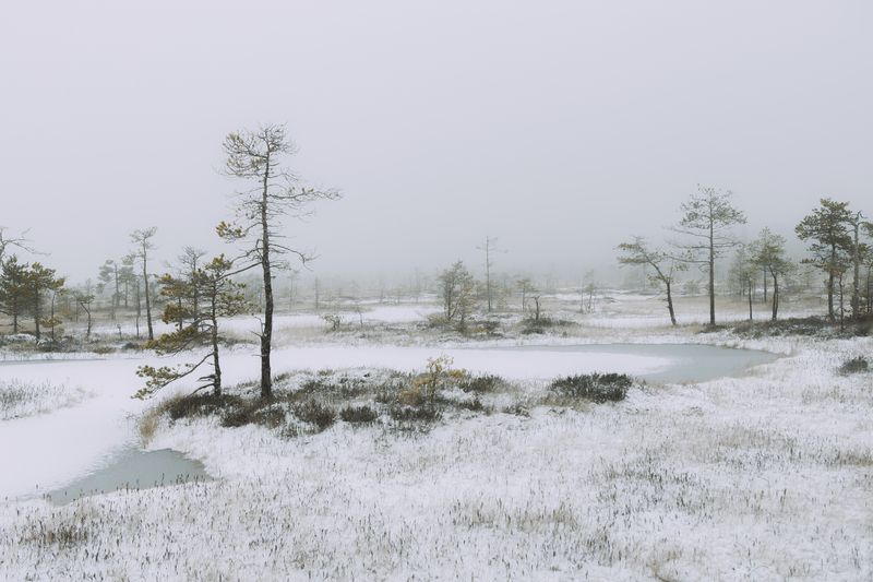 болото Ленинградская область фото превью