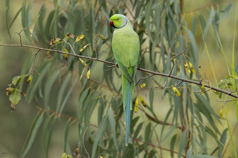 Индийский кольчатый попугай. фото превью
