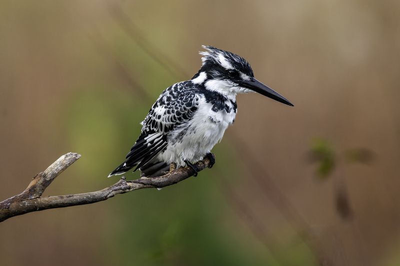 Малый пегий зимородок. фото превью
