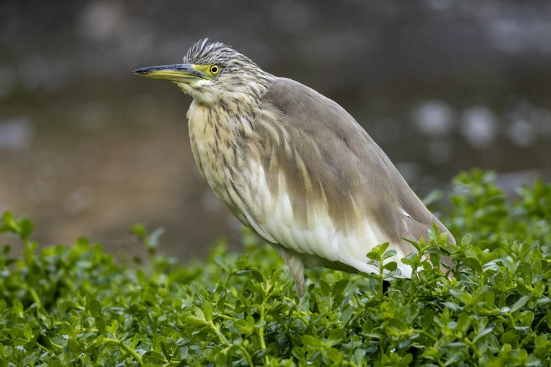 Жёлтая цапля. фото превью