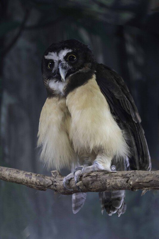 Spectacled owl фото превью