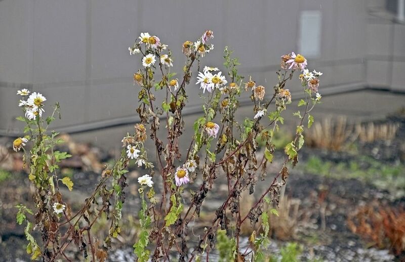 Цветы к Новому году фото превью