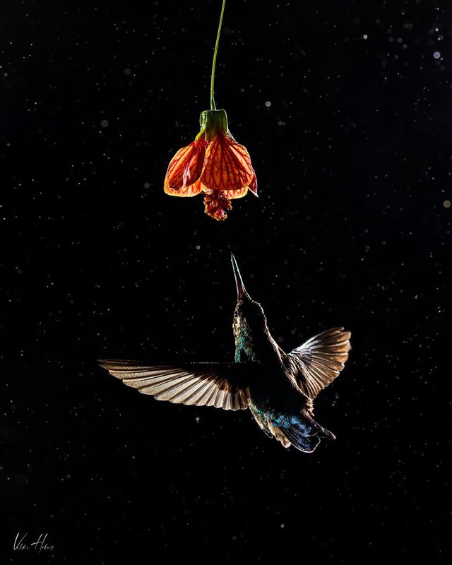 Flying in light фото превью