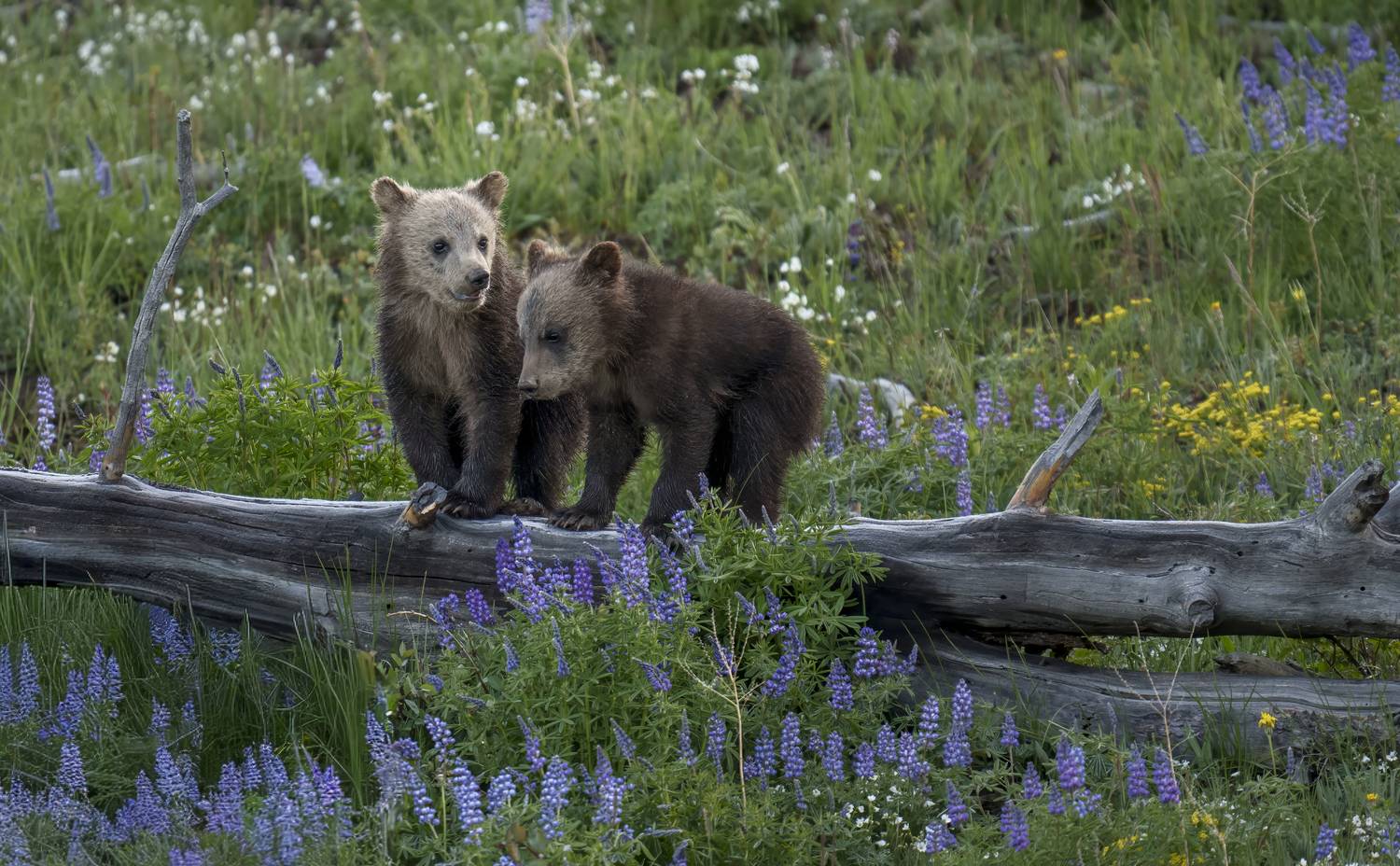Bear cubs, COY, grizzly cubs, Angie Birmingham