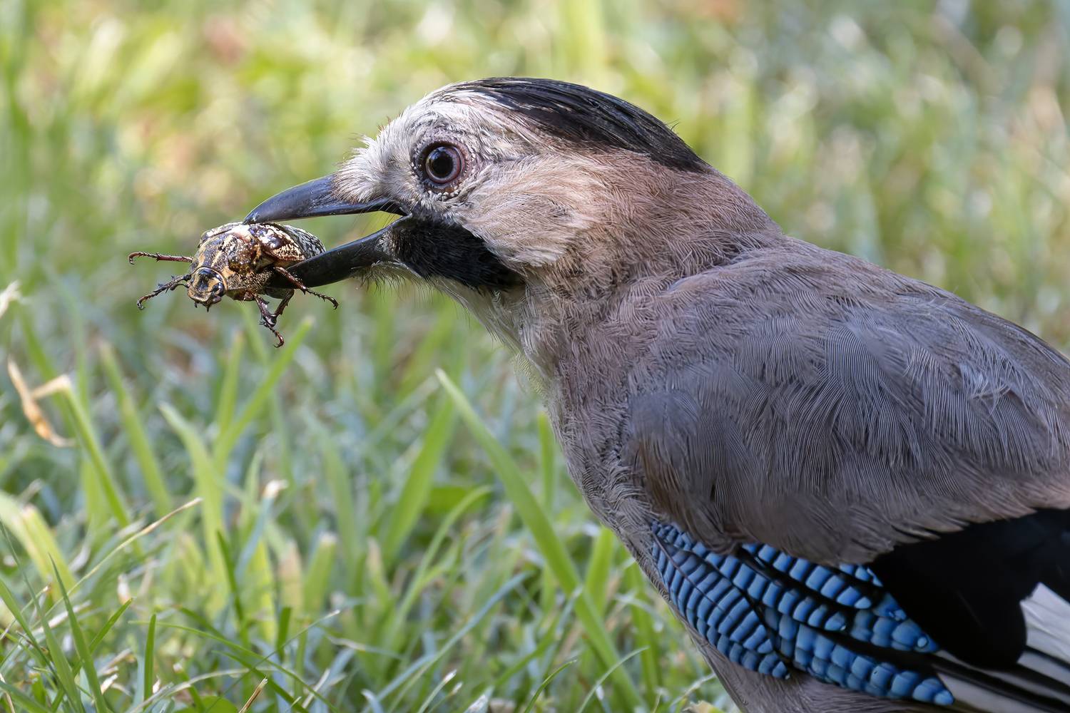 сойка, птицы, жук, природа, Abdalova Tatiana