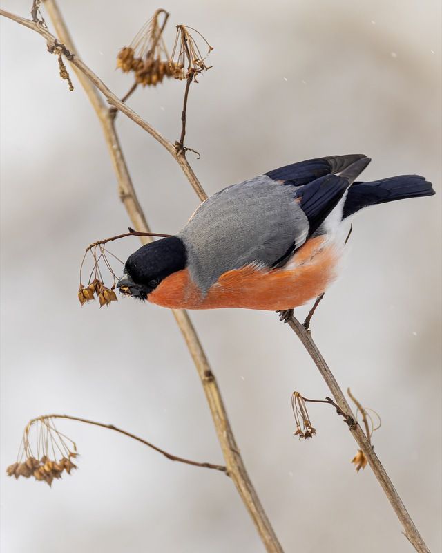 снегирь, птицы  фото превью