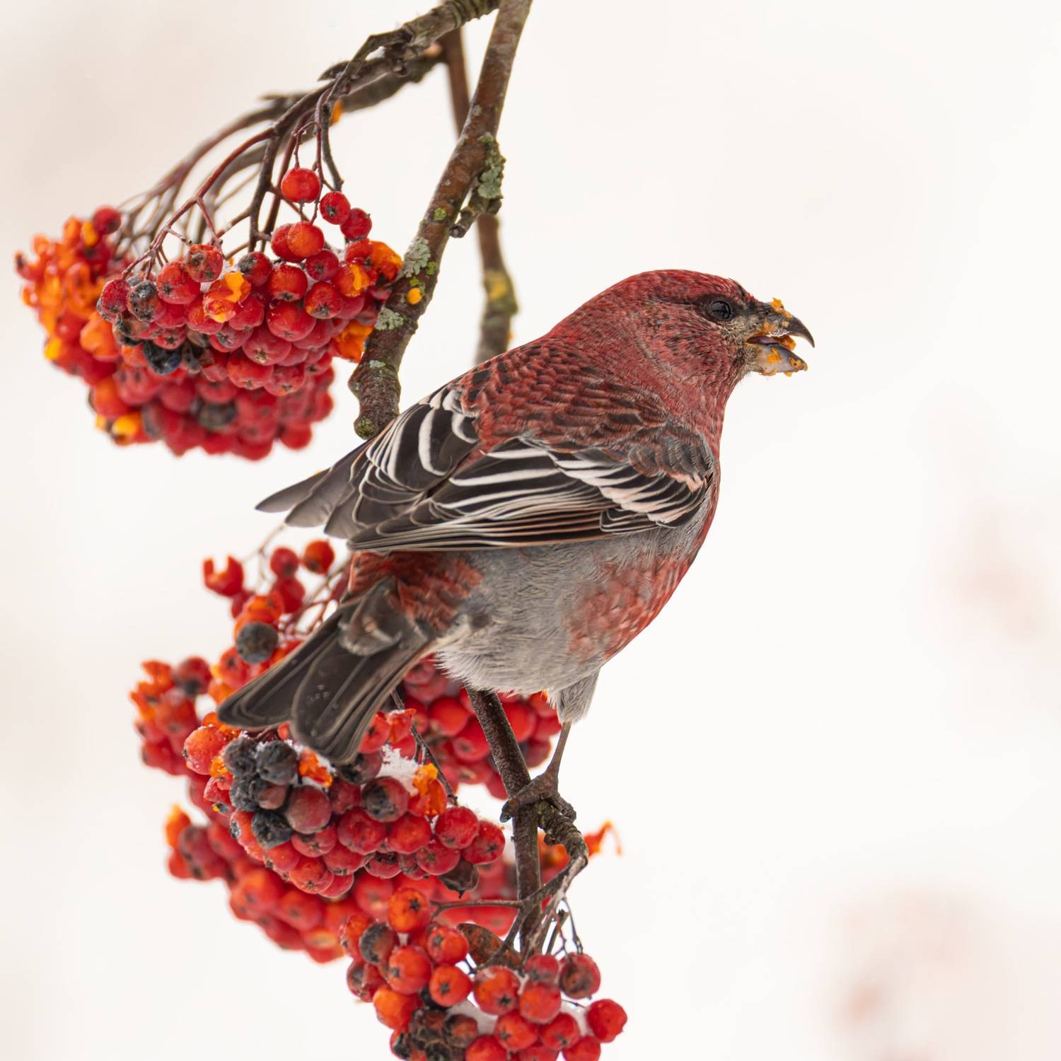 щур, рябина, птицы, Ruslan Pl