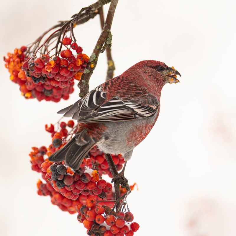 щур, рябина, птицы  фото превью