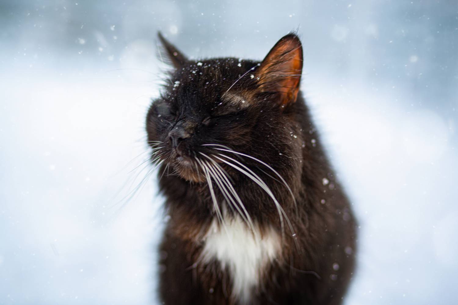 , Рязанцева Анастасия