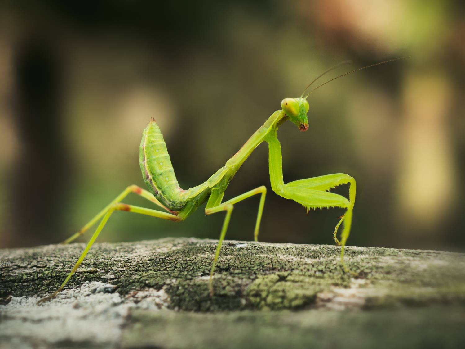 , Юрий Говорков