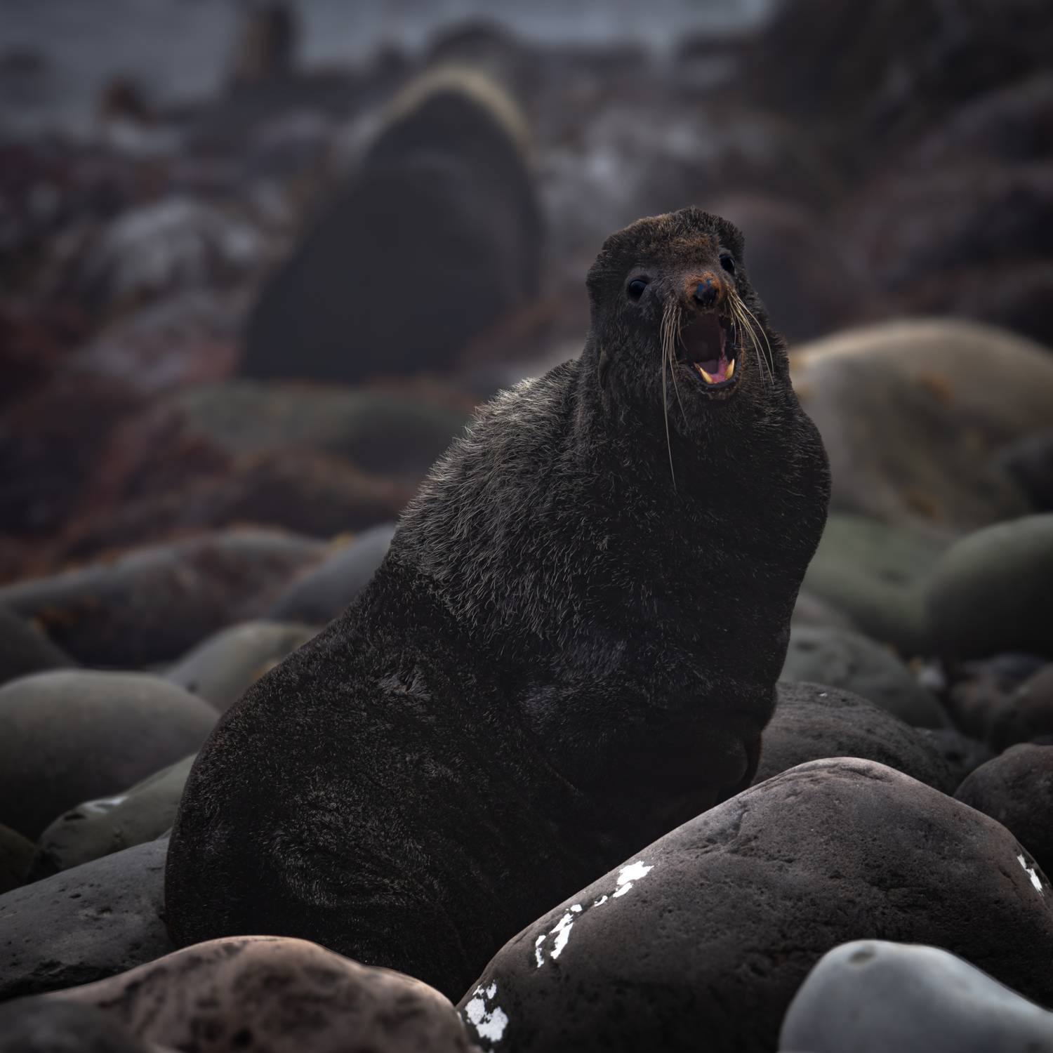 , Лаврентьев Александр