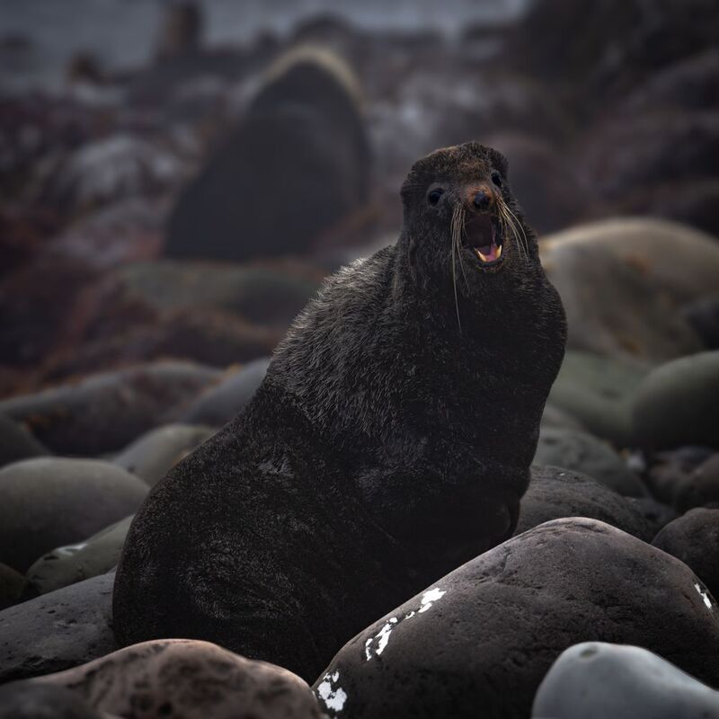 Песня на берегах Курил фото превью